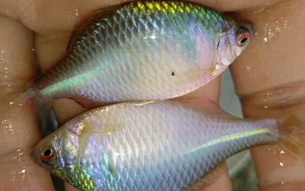 �����������ܳ����