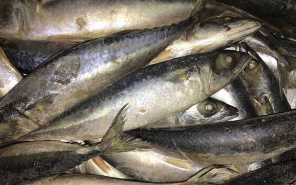 鲅鱼是深海鱼吗?