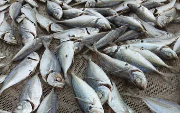 巴浪鱼价格多少钱一斤?