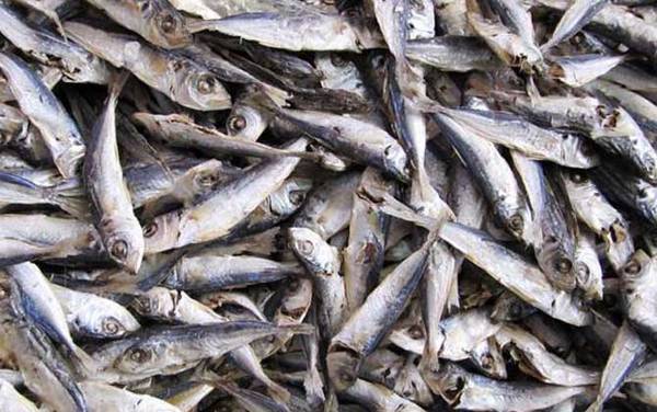 巴浪鱼价格多少钱一斤?