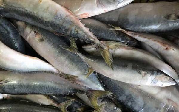 乌鸡鲅鱼是什么梗?