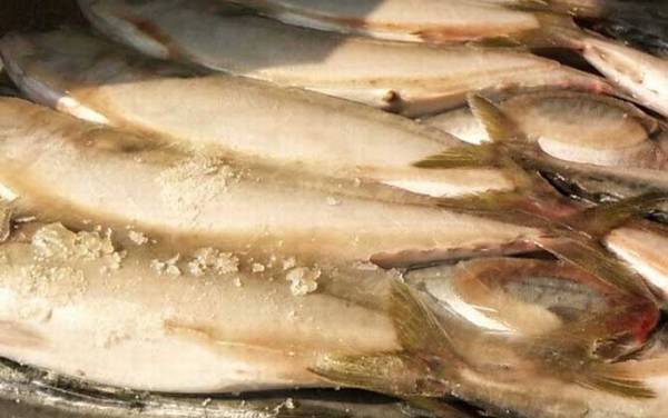 乌鸡鲅鱼是什么梗?