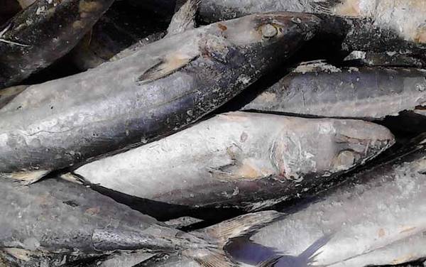 乌鸡鲅鱼是什么梗?