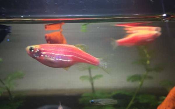 斑马鱼是什么鱼?