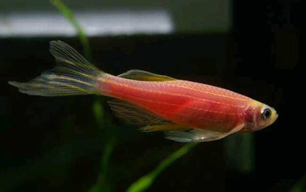 红斑马鱼是什么鱼?