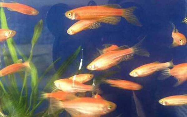 红斑马鱼是什么鱼?