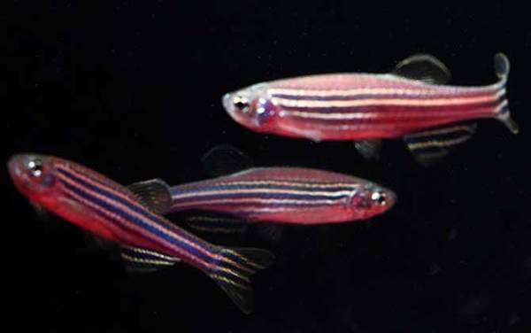 红斑马鱼是什么鱼?