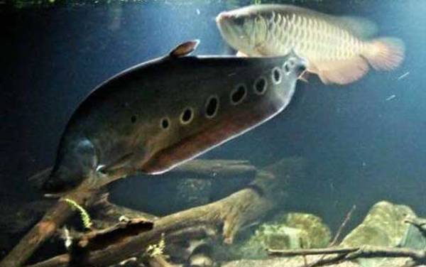 东洋刀鱼是什么鱼?