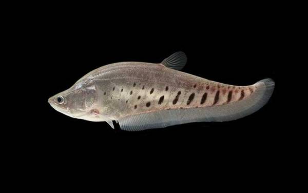 东洋刀鱼是什么鱼?