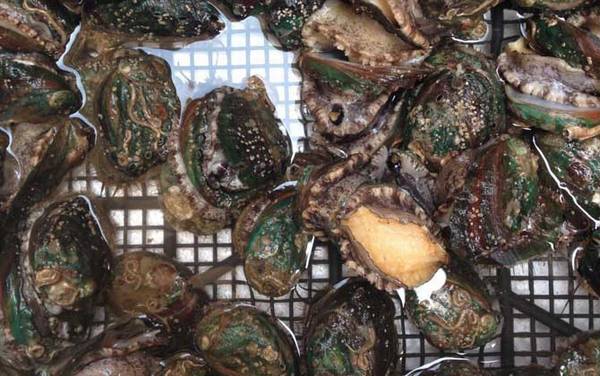 鲍鱼是什么动物?