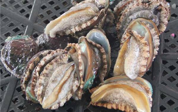 鲍鱼是什么动物?