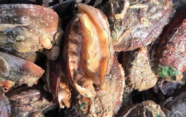 鲍鱼是什么动物?