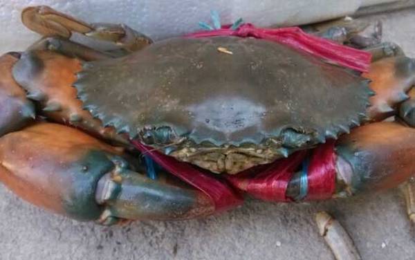 锯缘青蟹是什么蟹?