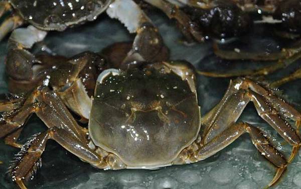兴化大闸蟹是什么蟹种?