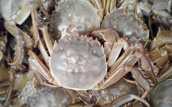 兴化大闸蟹是什么蟹种?