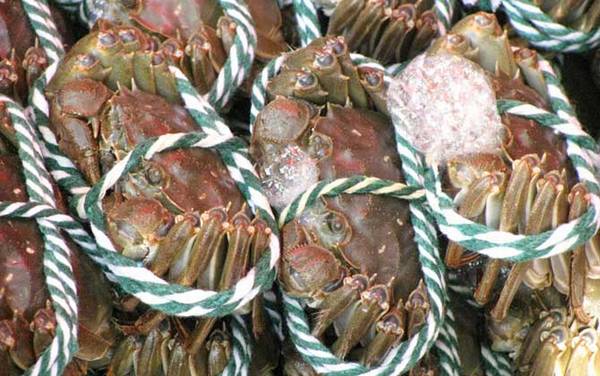 梁子湖大闸蟹是什么蟹种?