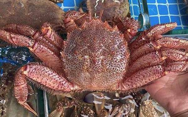 红毛蟹是什么蟹种?