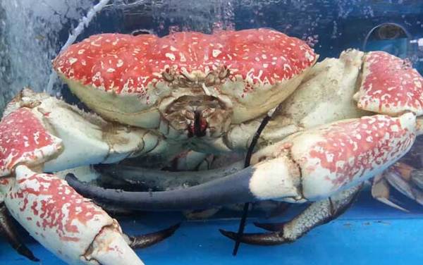 皇帝蟹是什么动物?