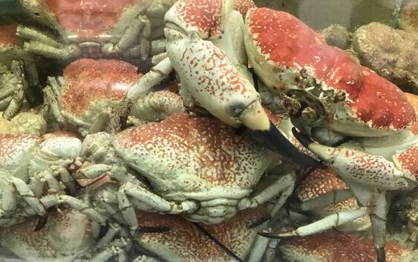 皇帝蟹是什么动物?