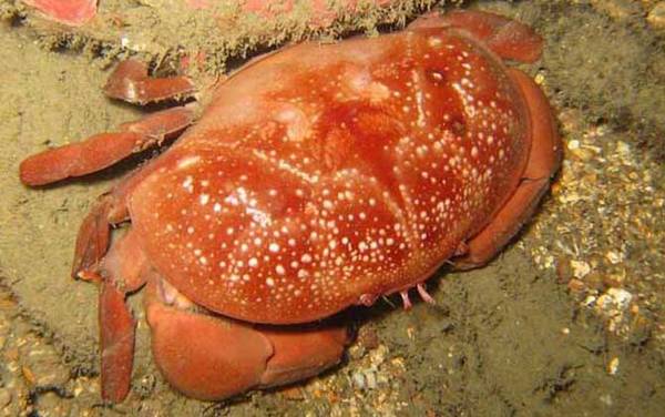 正直爱洁蟹是什么蟹?