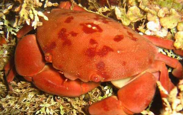 正直爱洁蟹是什么蟹?