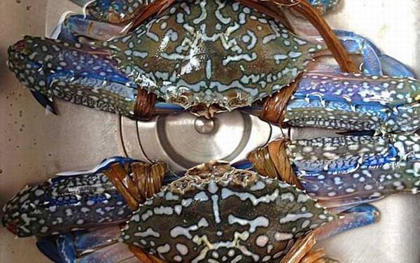 花蟹是什么蟹种?