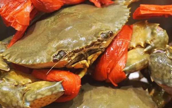 膏蟹是什么蟹种?