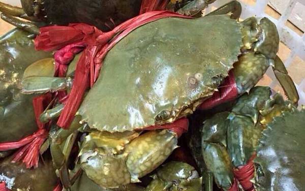 膏蟹是什么蟹种?