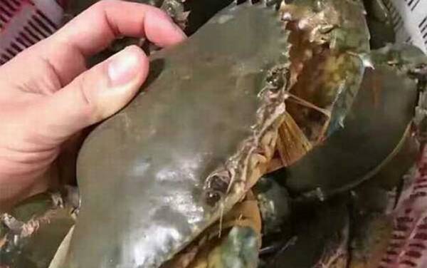 膏蟹是什么蟹种?