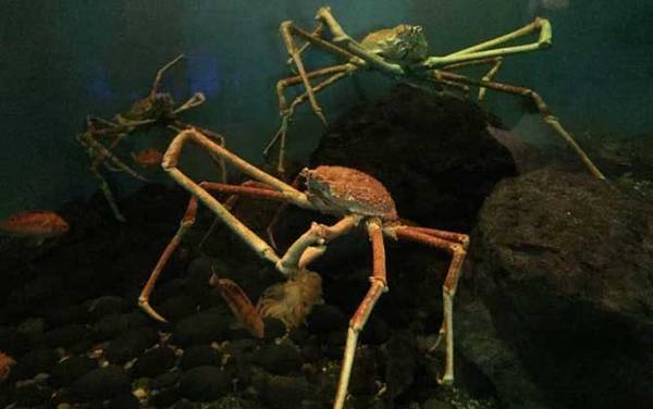 杀人蟹是什么动物?