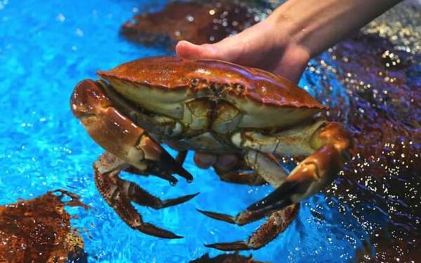 面包蟹是什么蟹种?