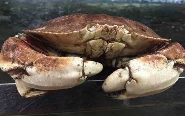 面包蟹是什么蟹种?