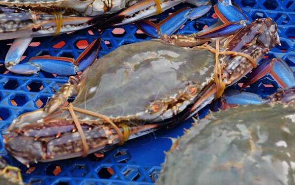 梭子蟹蒸多久才能蒸熟?