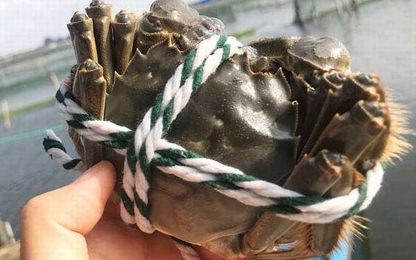 大闸蟹什么时候上市?