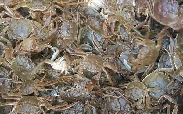 大闸蟹什么时候上市?