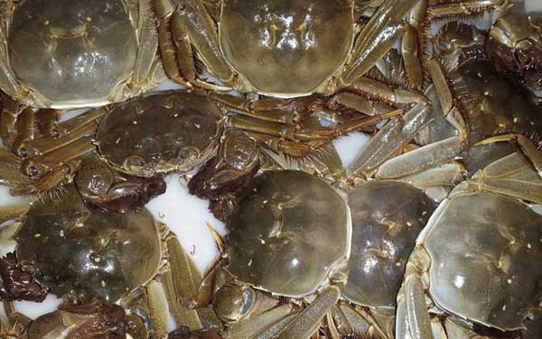 大闸蟹什么时候上市?