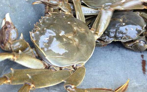 大闸蟹什么时候上市?