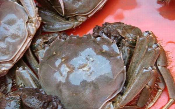 阳澄湖大闸蟹价格多少钱一只?