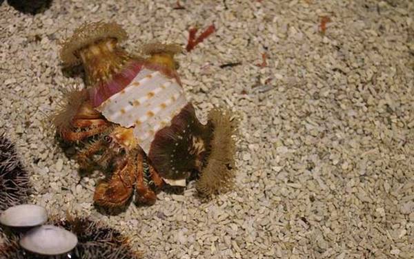 寄居蟹怎么养不会死?