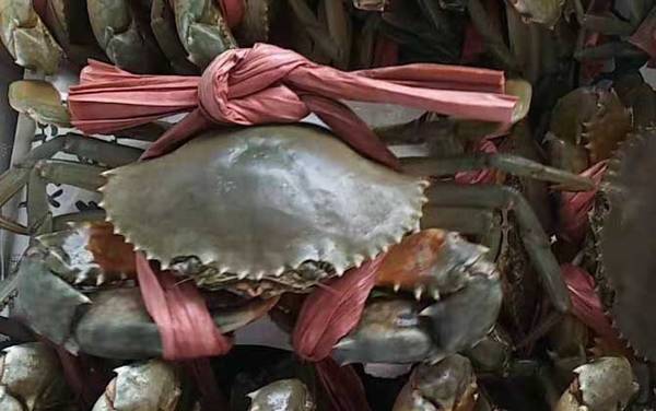 青蟹价格多少钱一斤?