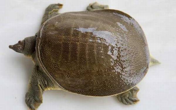 中华鳖是什么动物?