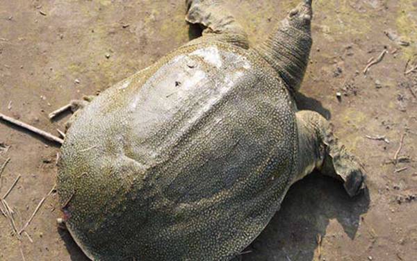 中华鳖是什么动物?