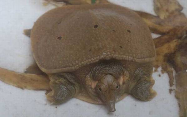 山瑞鳖是什么动物?