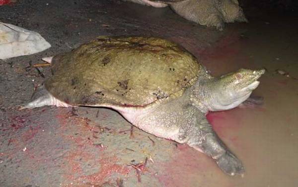 山瑞鳖是什么动物?