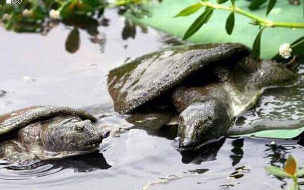 野生甲鱼是保护动物吗?