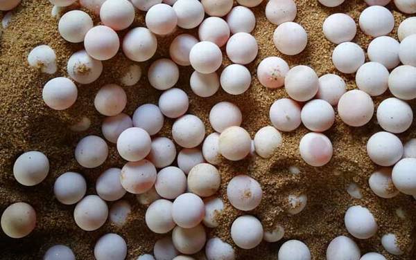 甲鱼蛋孵化技术及注意事项