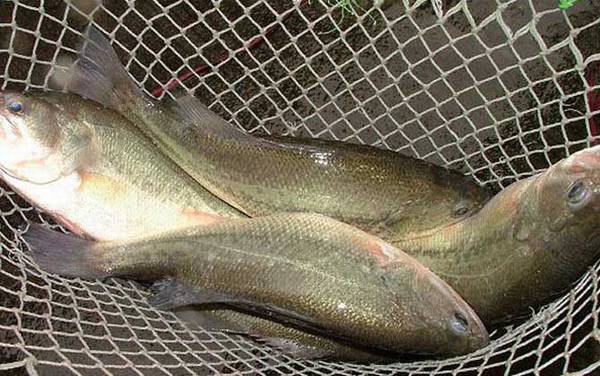 加州鲈鱼好养吗?