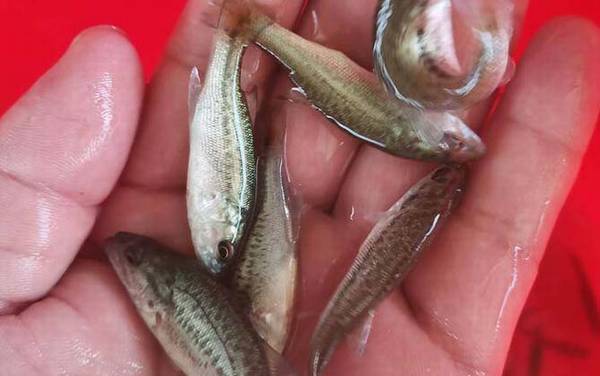 加州鲈鱼苗价格多少钱一尾?