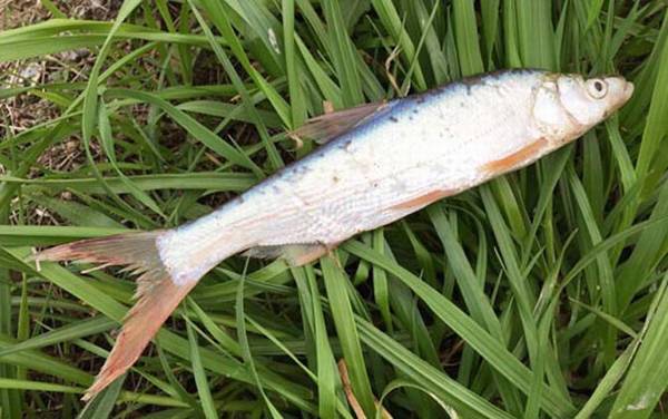 黄尾鱼吃什么食物?