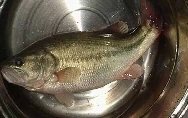 加州鲈鱼好吃吗?